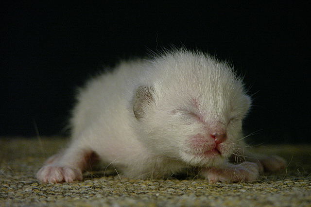 kociak tajski
