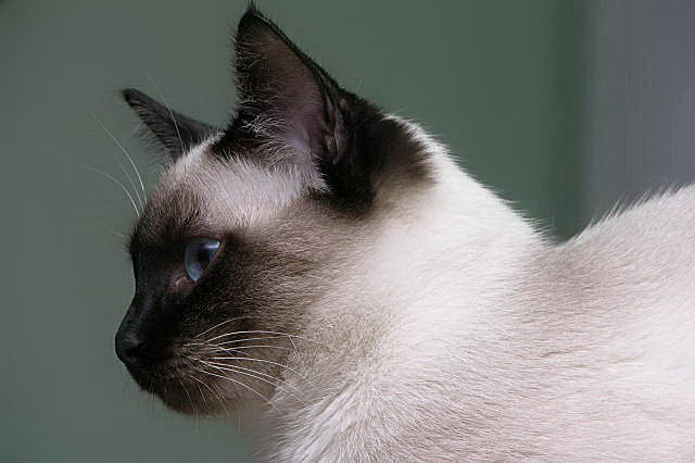 kot tajski