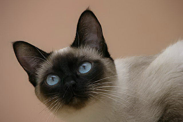 kot tajski